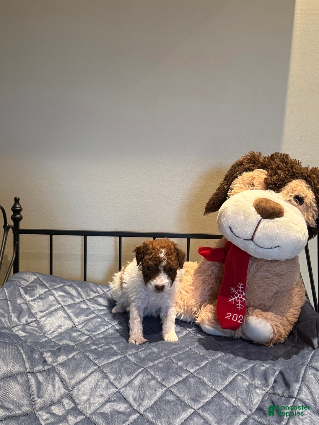 Pomapoo dogs for sale: Benji - Ad 4