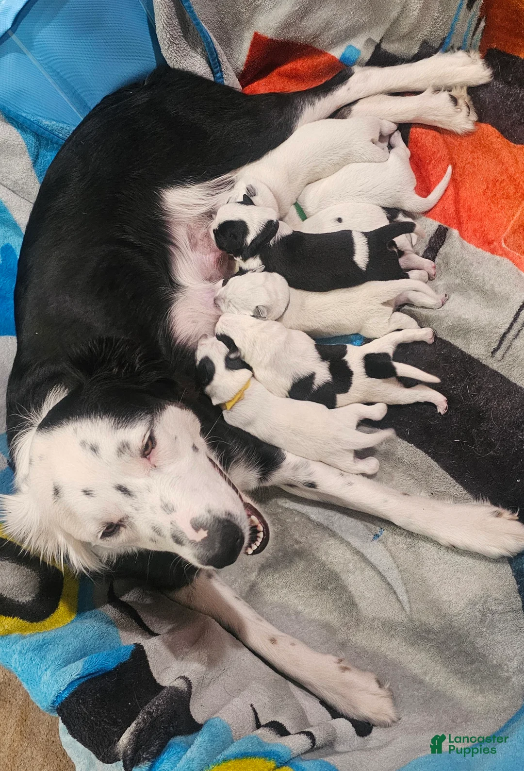 Mixed Breed dogs for sale: Mixed Breed Puppy 7 - Ad 31