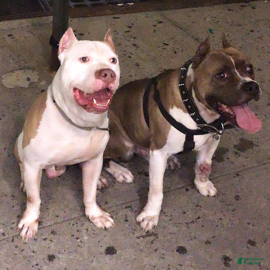 Gallery Image {{count}}