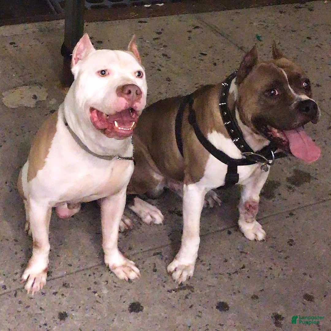 Gallery Image {{count}}