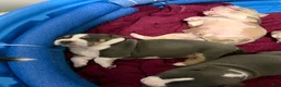 American Bully dogs for sale: American Bully 6 *Nala* - Ad 3