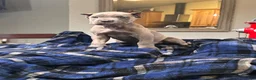 Cane Corso dogs for sale: Monte Carlo  - Ad 41