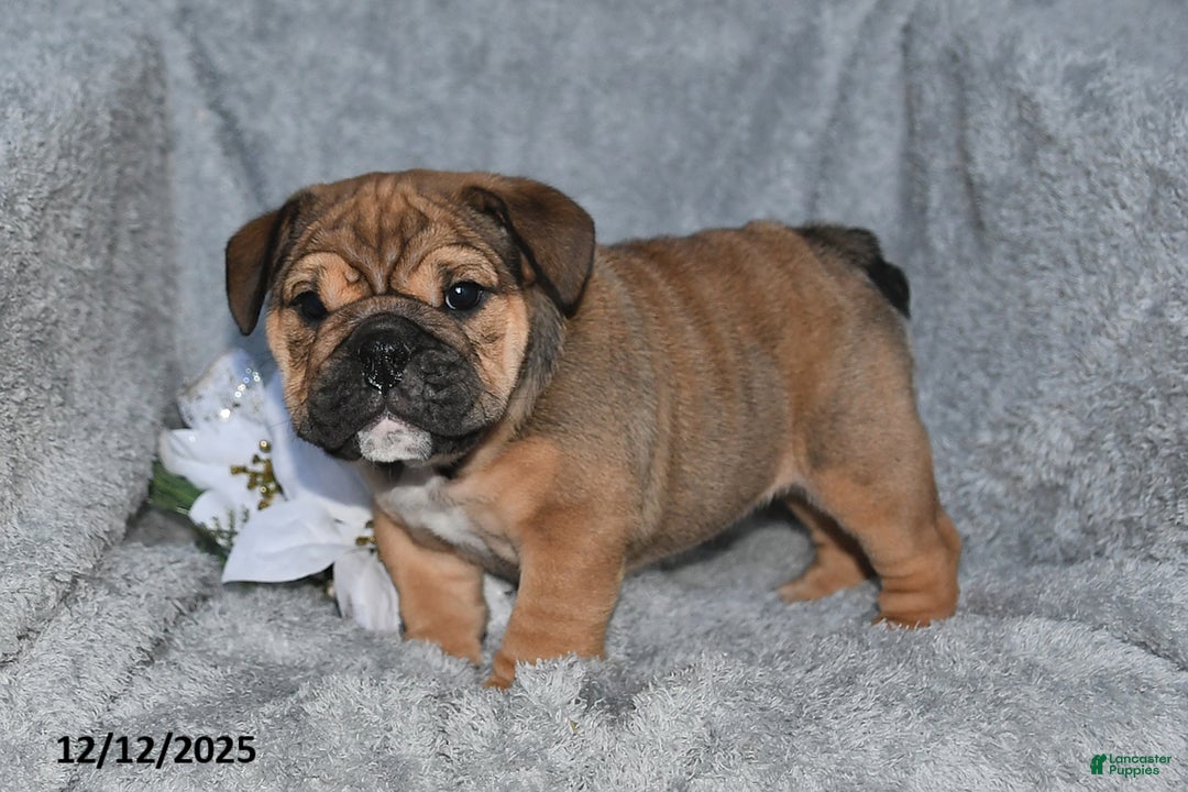 English Bulldog dogs for sale: Sonya - Ad 2