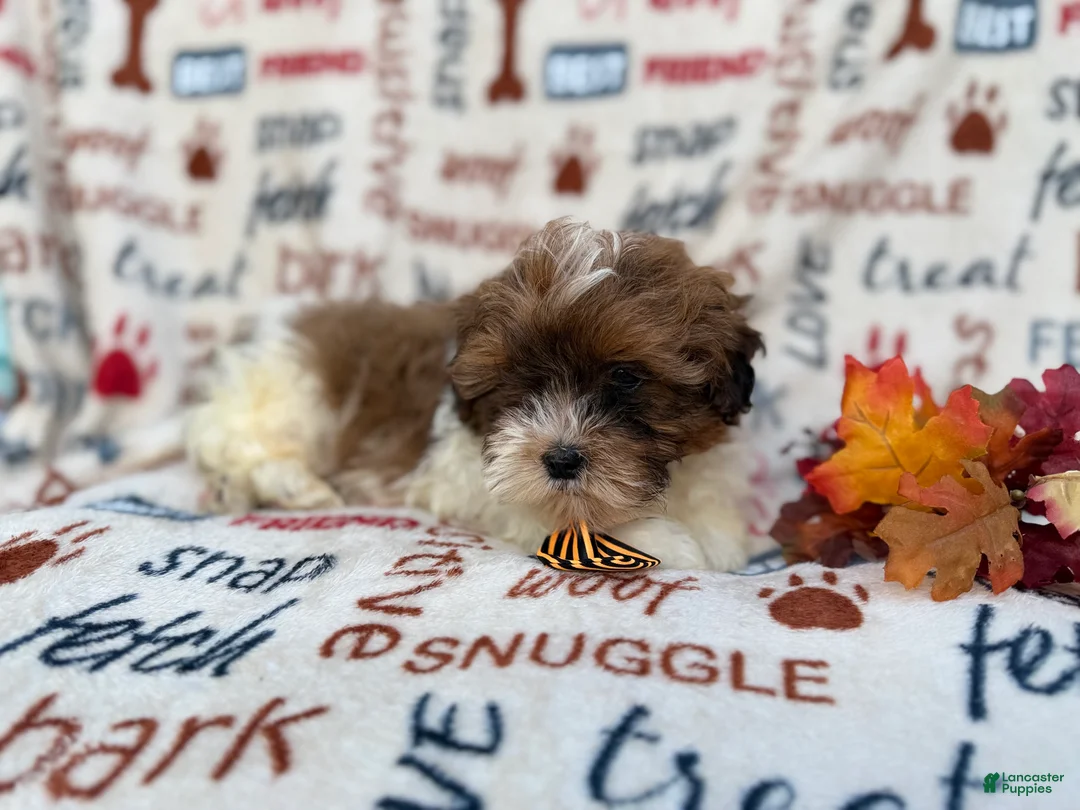 Shihpoo dogs for sale: Travis - Ad 2