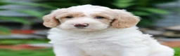 Miniature Labradoodle dogs for sale: Chloe  - Ad 3
