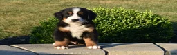 Bernese Mountain Dog dogs for sale: Sam - Ad 4