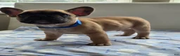 French Bulldog dogs for sale: Cappuchino "chino" - Ad 6