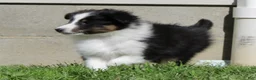 Shetland Sheepdog dogs for sale: Sierra - Ad 4
