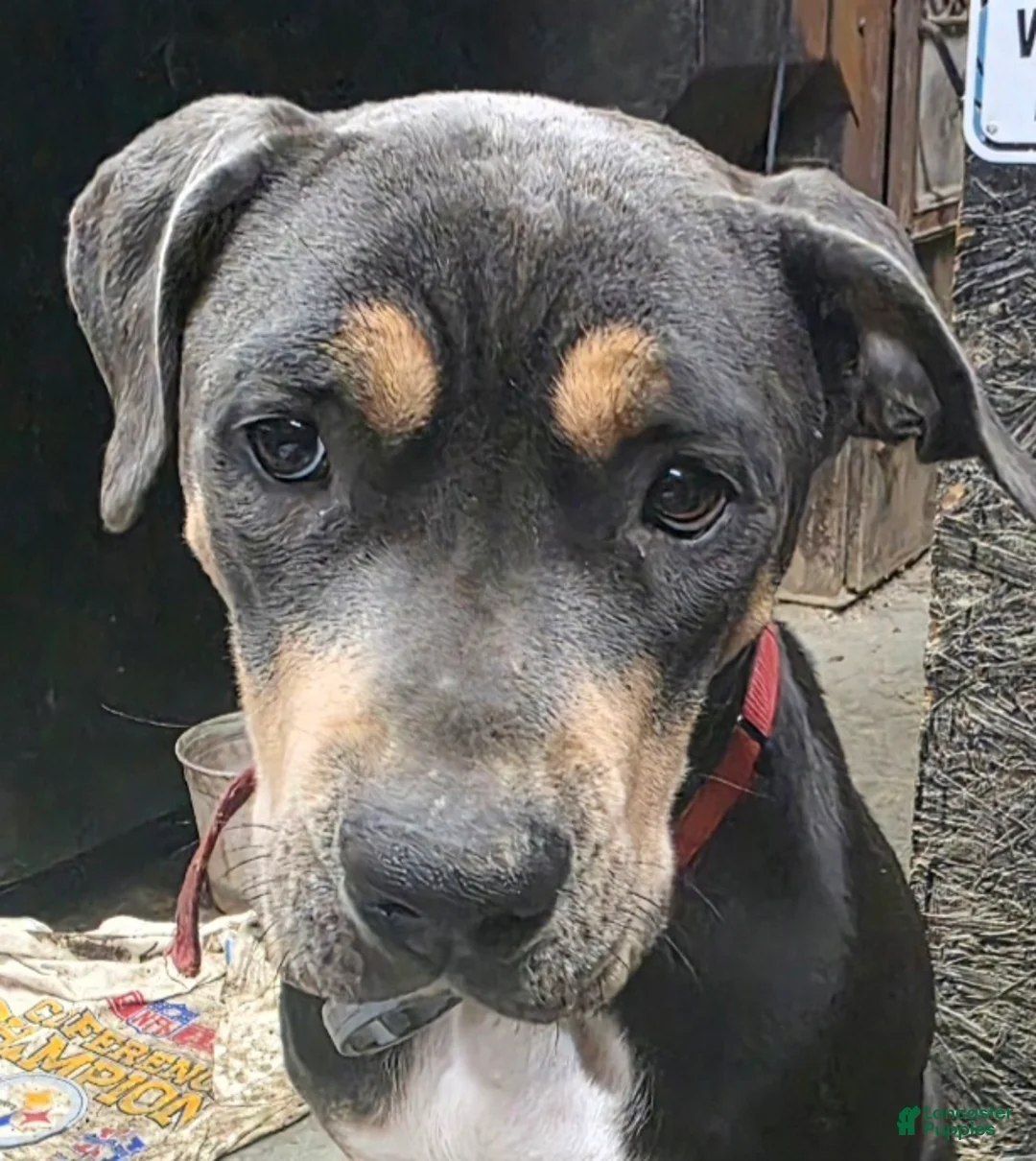 Mixed Breed dogs for sale: Missy - Ad 2