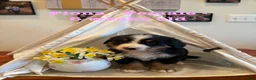 Bernese Mountain Dog dogs for sale: Fiona - Ad 6