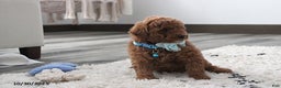 Toy Poodle dogs for sale: Patrick - Ad 15