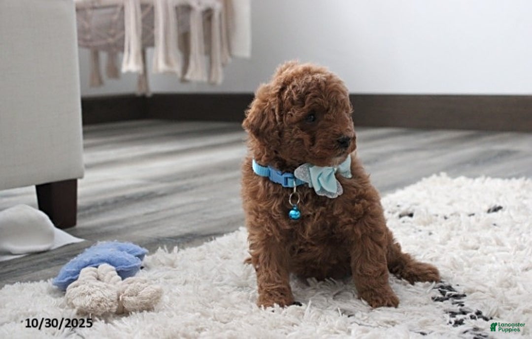 Toy Poodle dogs for sale: Patrick - Ad 15