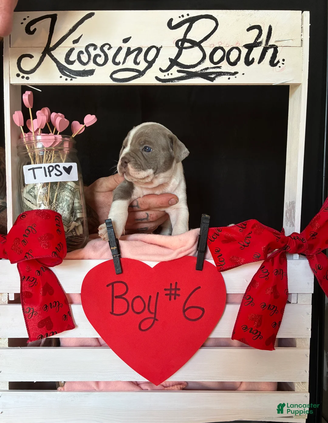 Olde English Bulldogge dogs for sale: Olde English Bulldogge Puppy 6 - Ad 12