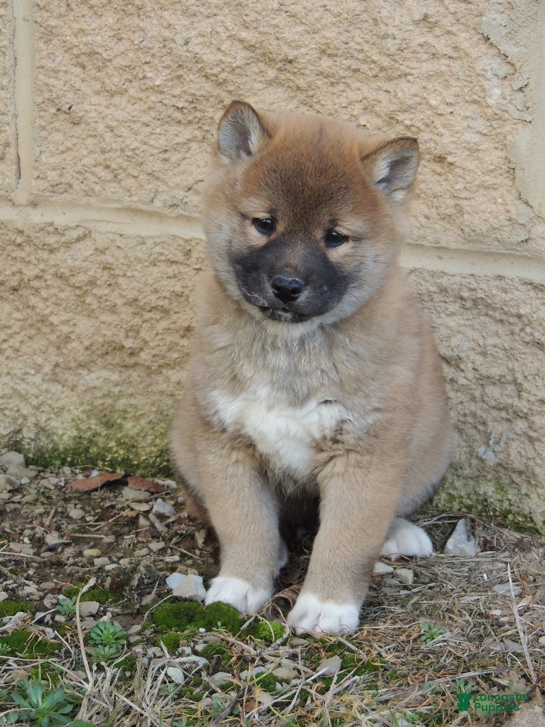 Shiba Inu dogs for sale: RYDER - Ad 7