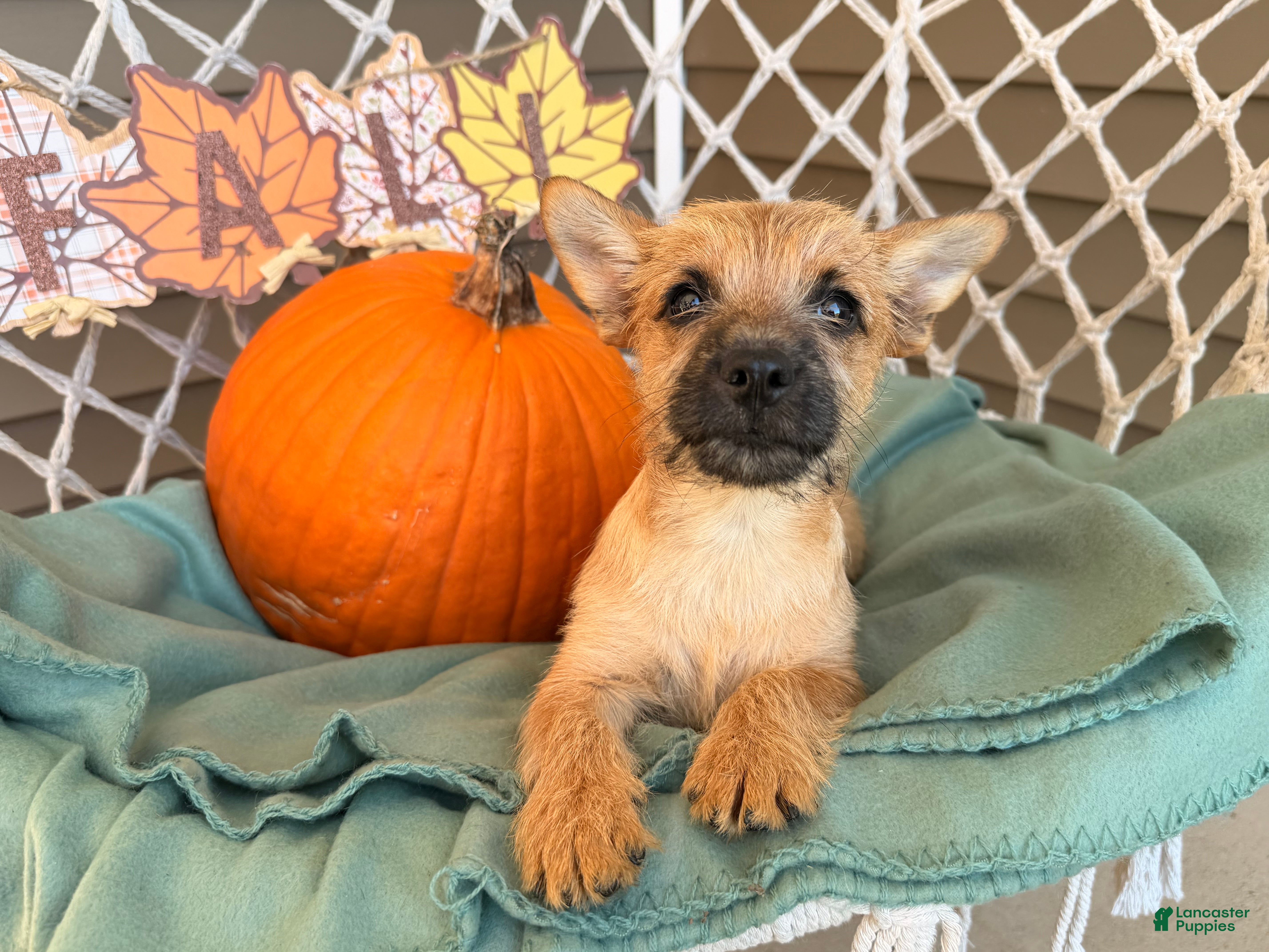 Cairn Terrier dogs Itsybitsy  - Ad 2
