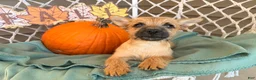 Cairn Terrier dogs for sale: Itsybitsy  - Ad 2