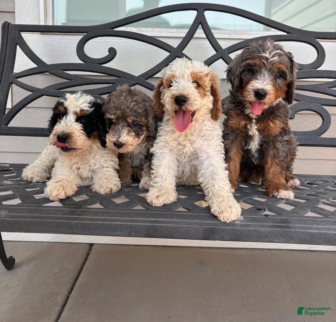 Mini Bernedoodle dogs for sale: Flint - Ad 7