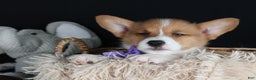 Welsh Corgi Pembroke dogs for sale: Holden - Ad 1