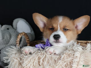 Welsh Corgi Pembroke dogs Holden - Ad 28