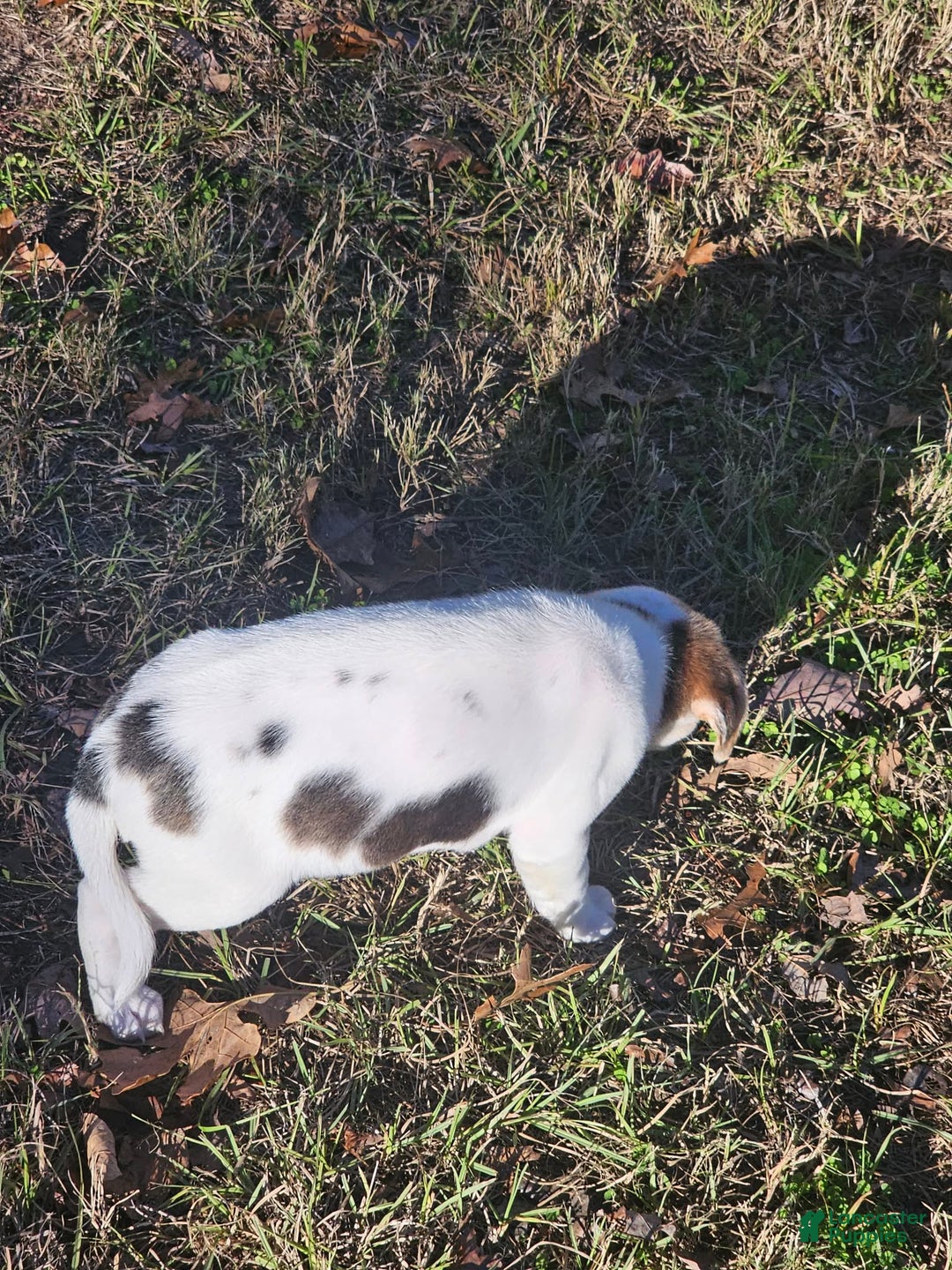 Mixed Breed dogs for sale: Mixed Breed Puppy 1 - Ad 6