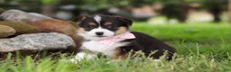 Welsh Corgi Pembroke dogs for sale: Bee - Ad 3