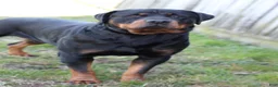 Rottweiler dogs for sale: Dakota - Ad 8