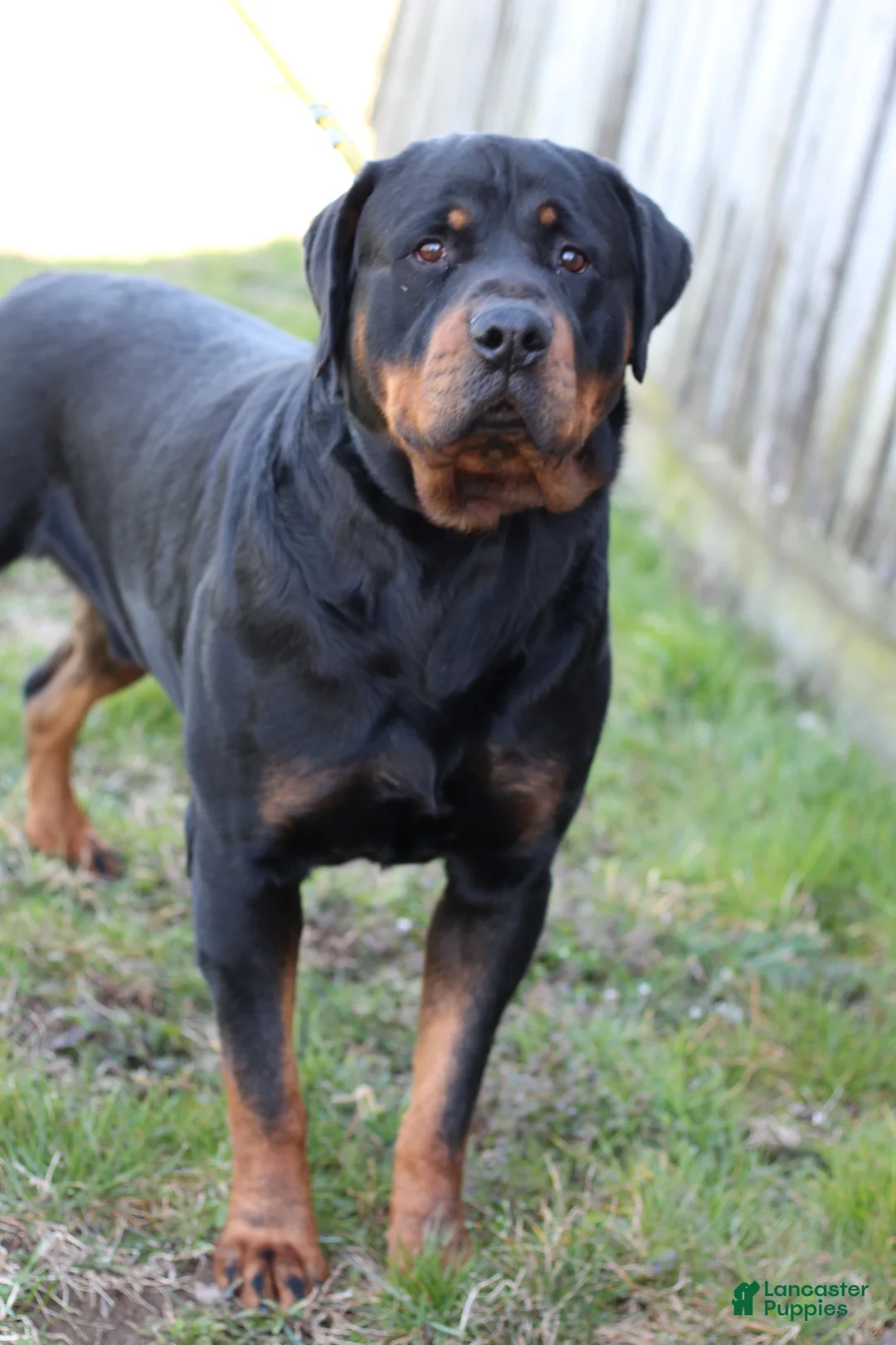 Rottweiler dogs for sale: Dakota - Ad 8