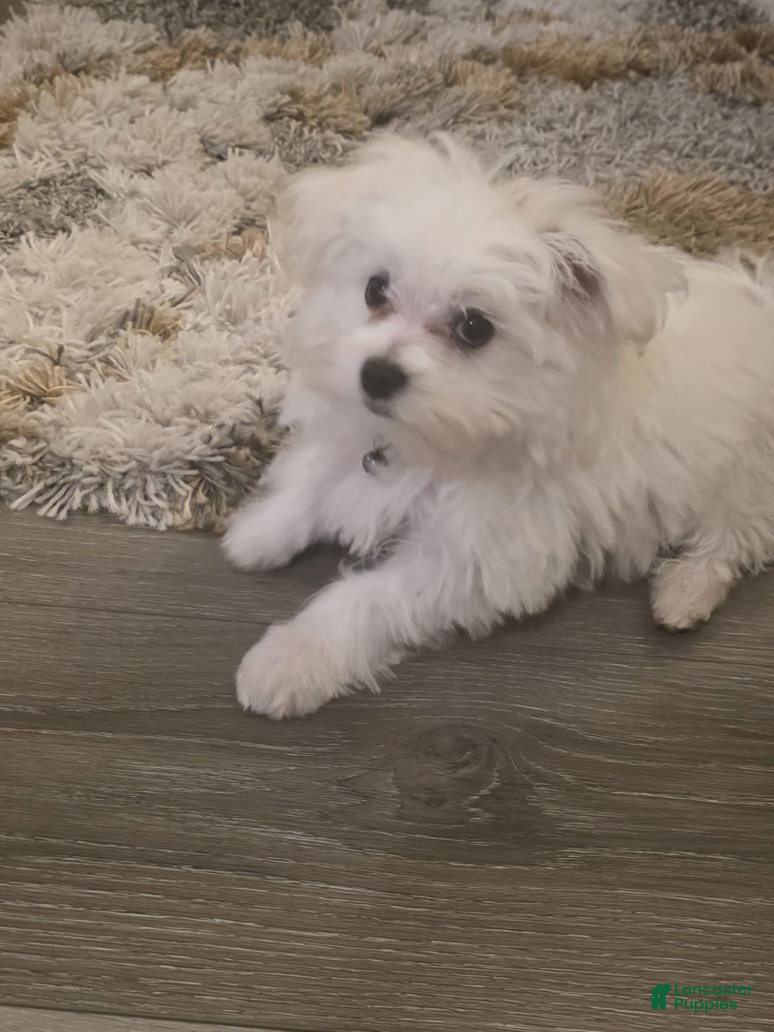 Maltese dogs Jolly - Ad 2