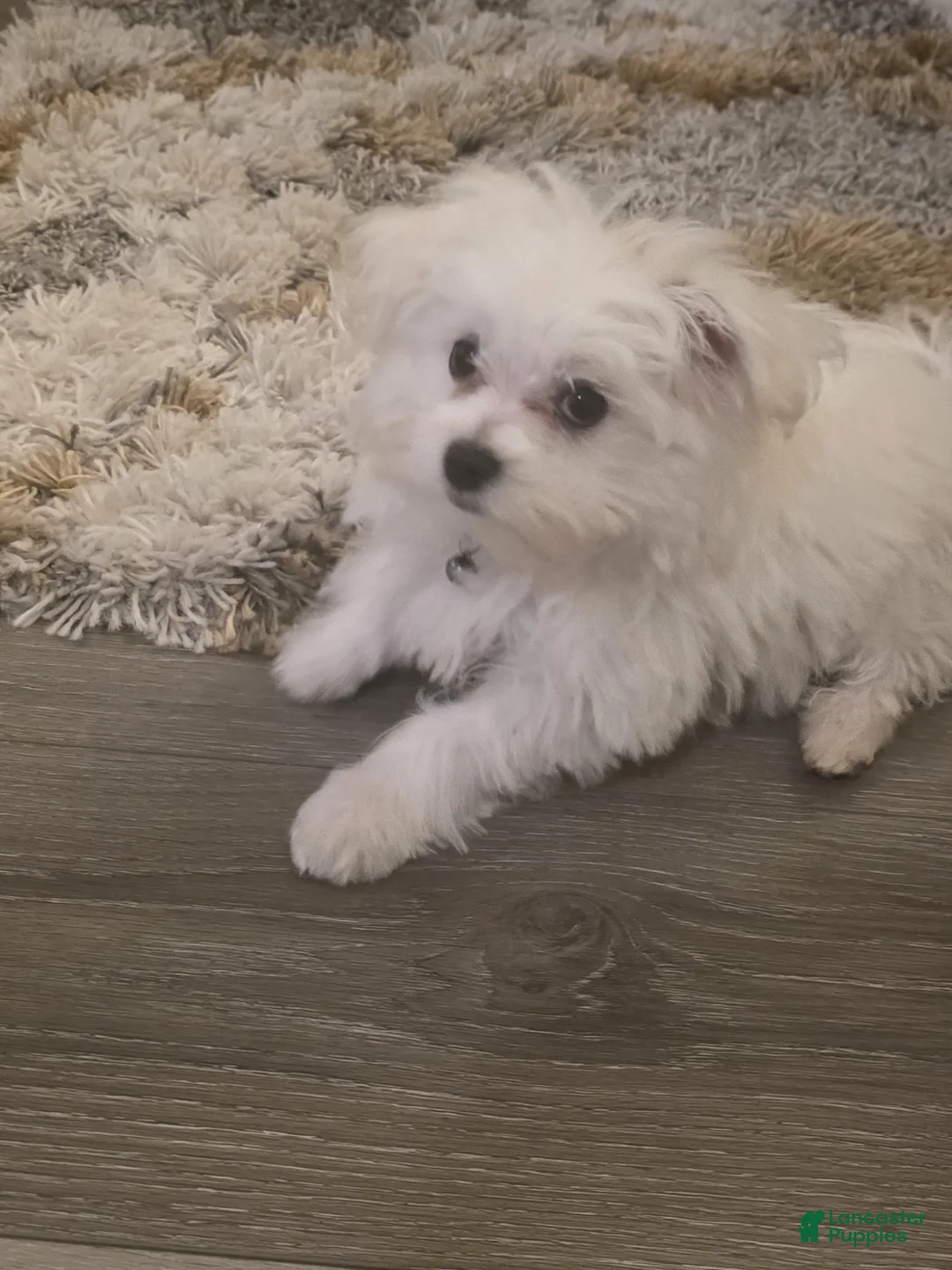 Maltese dogs for sale: Jolly - Ad 2