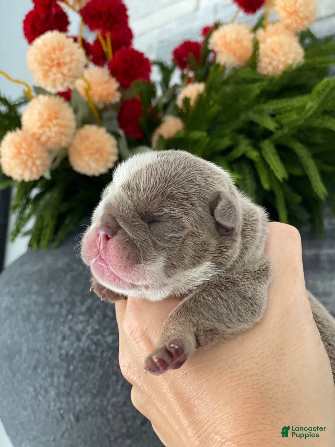 English Bulldog dogs for sale: Elvis - Ad 4