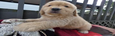 Golden Retriever 1 Honey