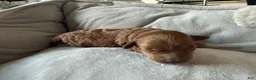 Miniature Poodle dogs for sale: Miniature Poodle 3 - Ad 4