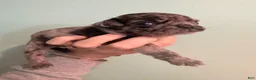 Pug dogs for sale: Pug 6 - Ad 4