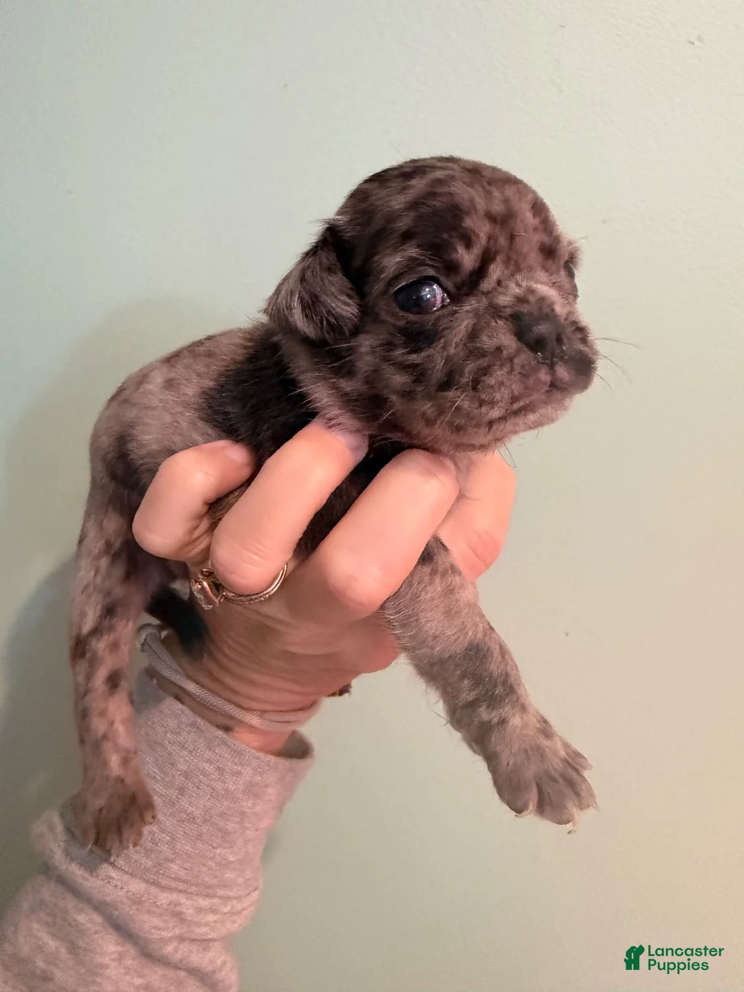 Pug dogs for sale: Pug 6 - Ad 4