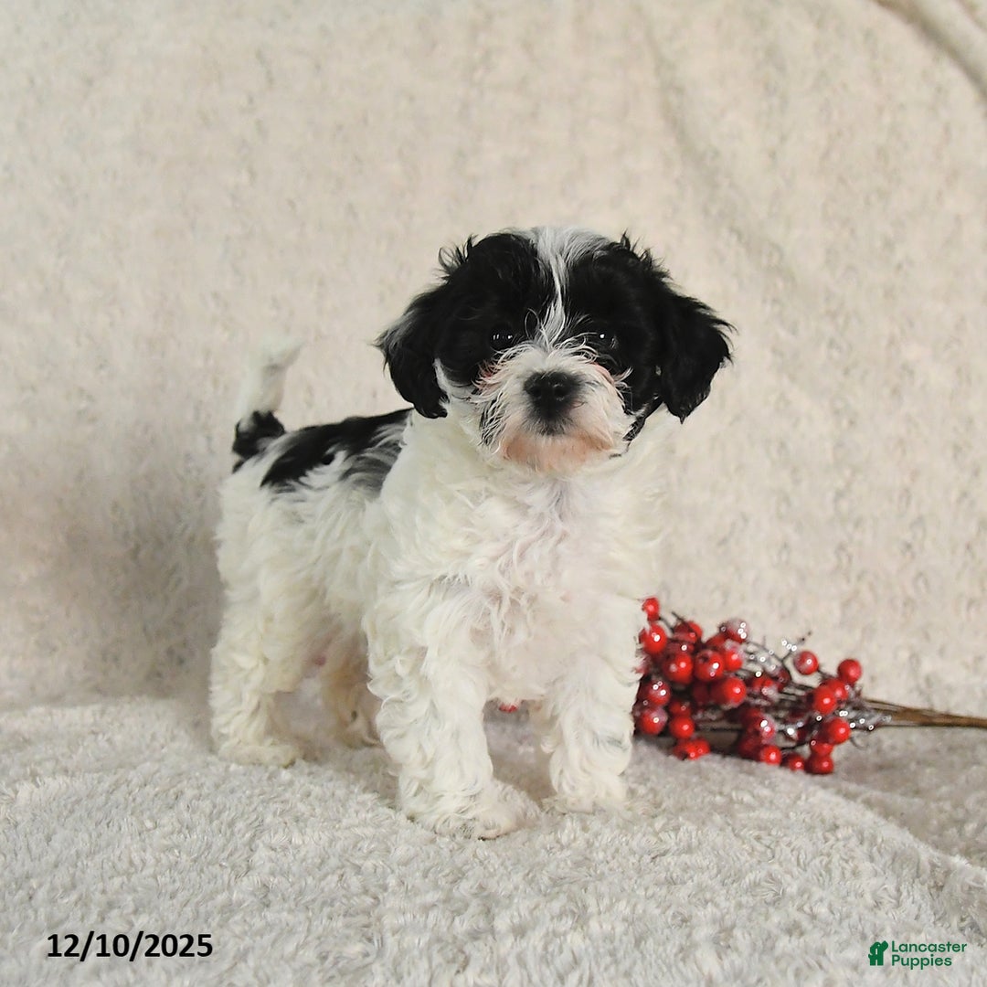 Yorkiepoo dogs for sale: Sheryl - Ad 2