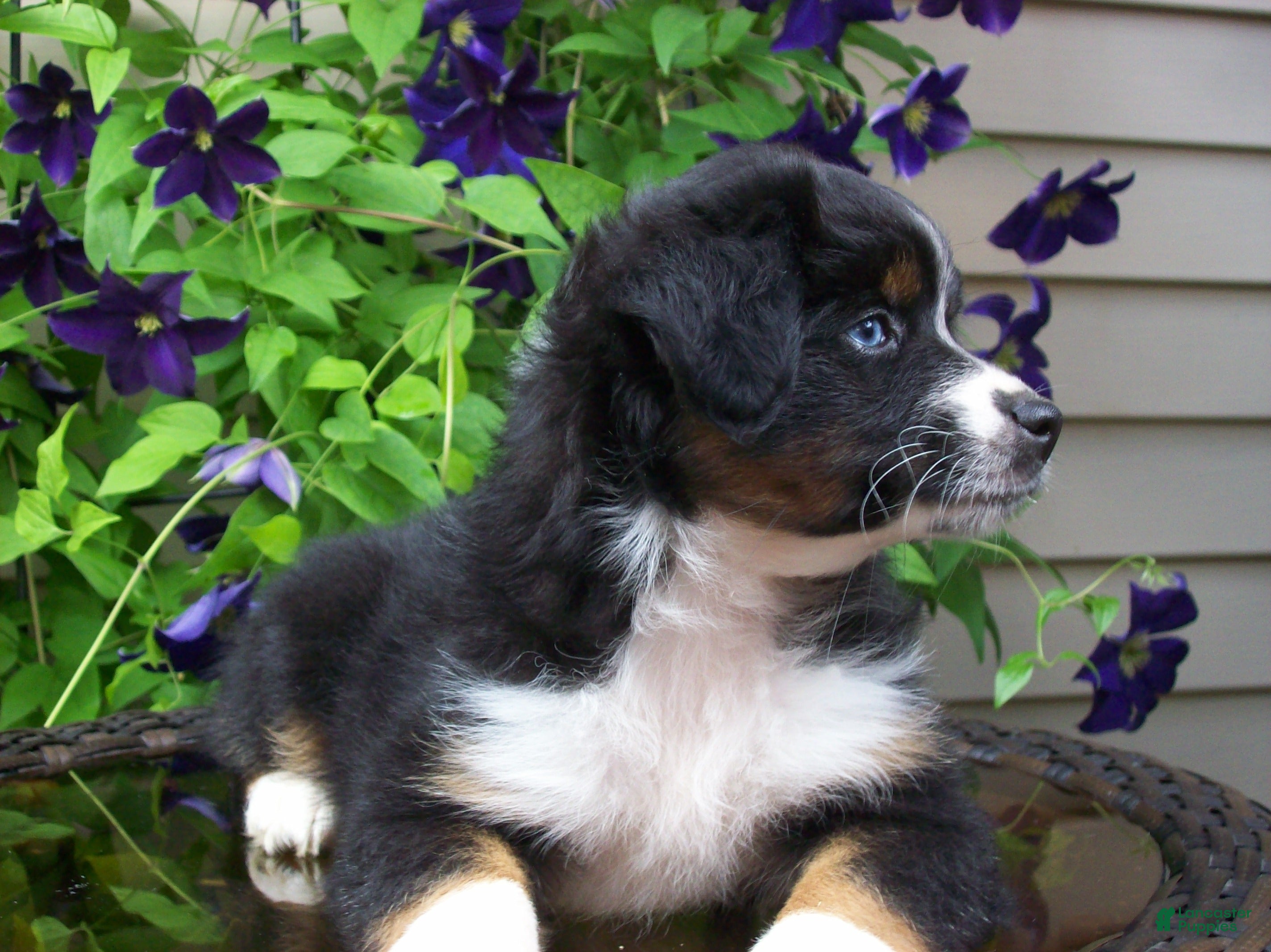 Miniature Australian Shepherd dogs Mira - Ad 2