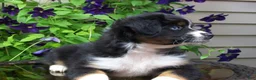 Miniature Australian Shepherd dogs for sale: Mira - Ad 2