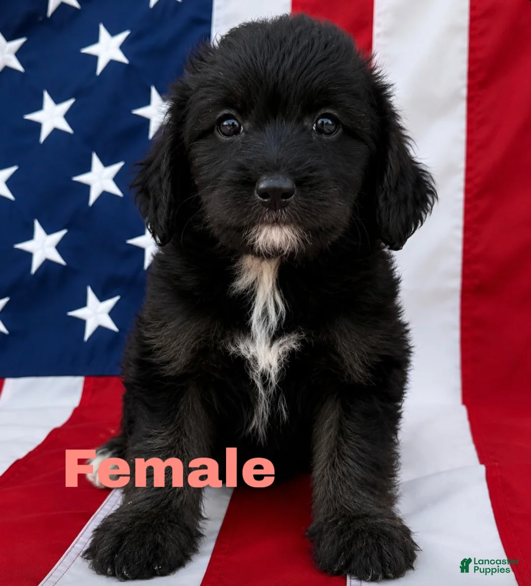 Aussiedoodle dogs for sale: Aussiedoodle 2 - Ad 2