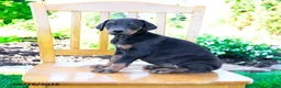 Doberman Pinscher dogs for sale: Trina - Ad 2