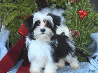 Mixed Breed dogs Satin - Ad 19