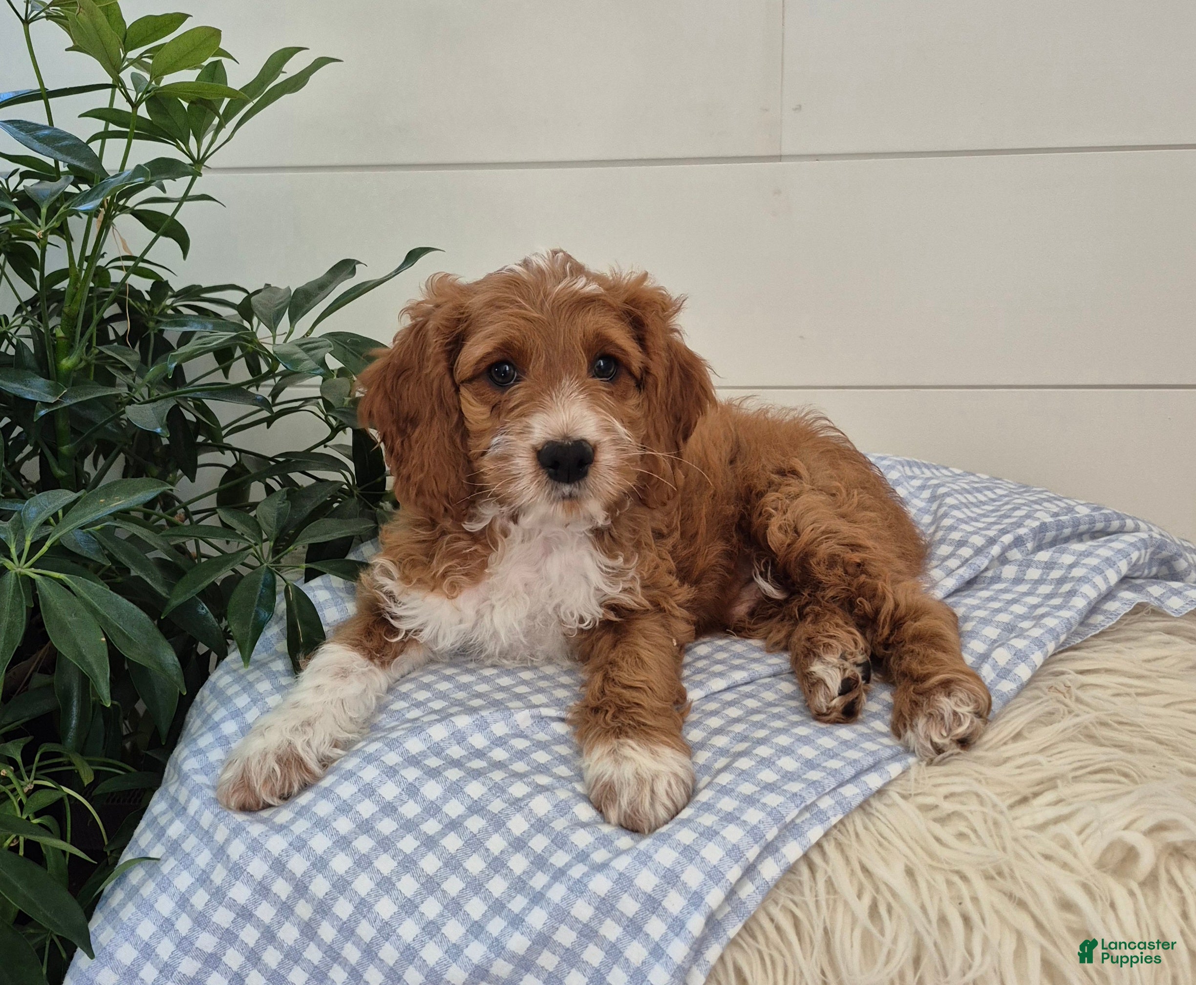 Cockapoo dogs Fred - Ad 1