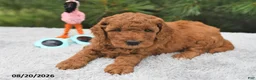 Mini Goldendoodle dogs for sale: Archie  - Ad 9