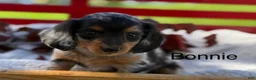 Miniature Dachshund dogs for sale: Bonnie - Ad 1