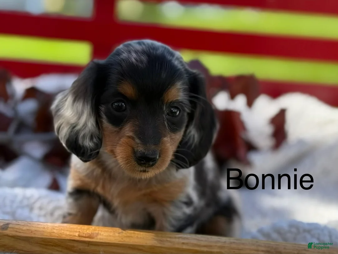 Miniature Dachshund dogs for sale: Bonnie - Ad 1