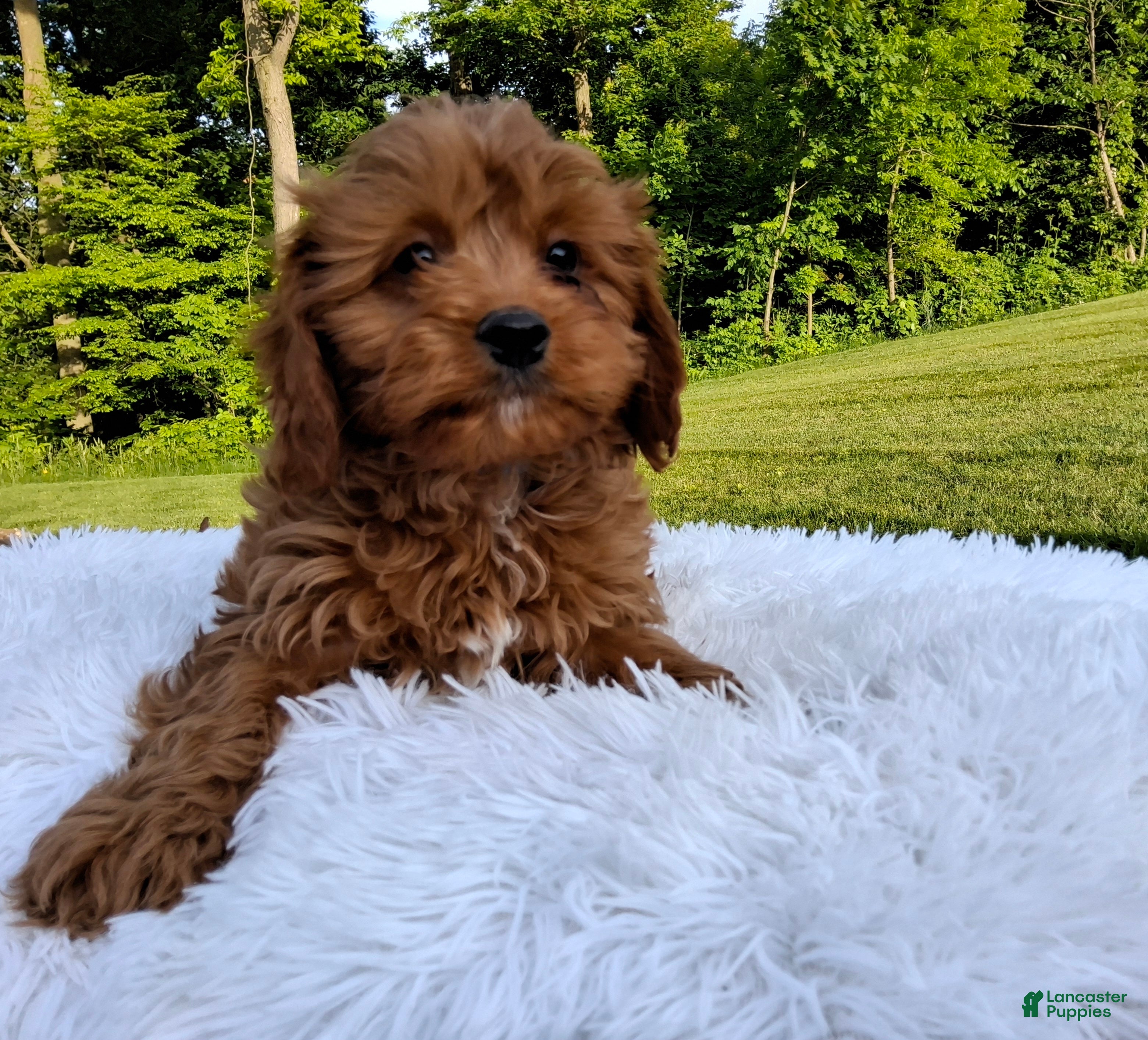 Cavapoo dogs Oscar  - Ad 2