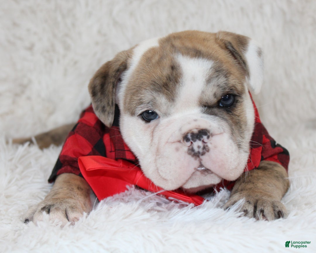 English Bulldog dogs for sale: Theo - Ad 5