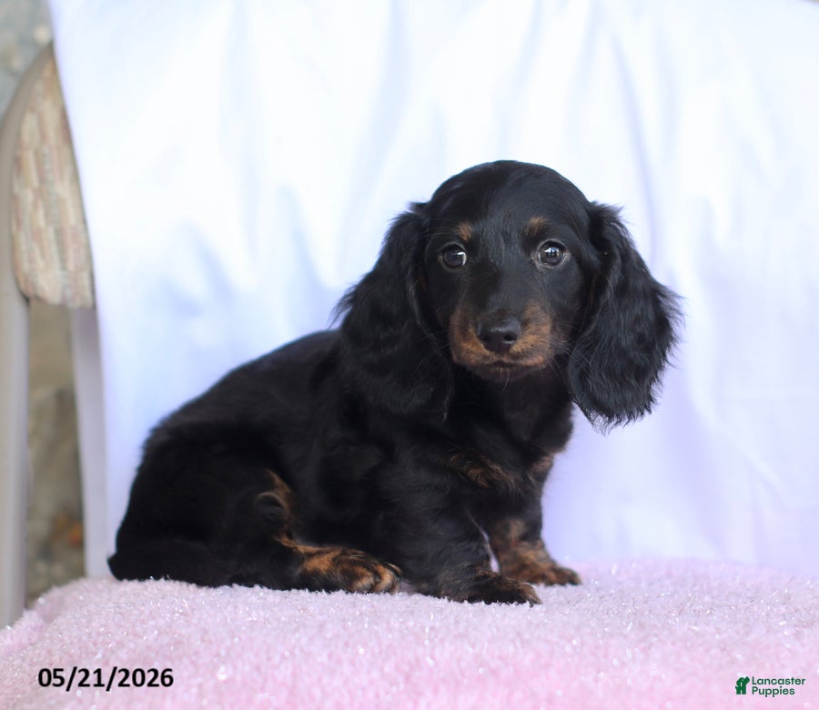 Miniature Dachshund dogs Charm - Ad 1