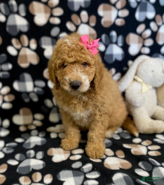 Goldendoodle dogs Muffin- genetic clear parents - Ad 1