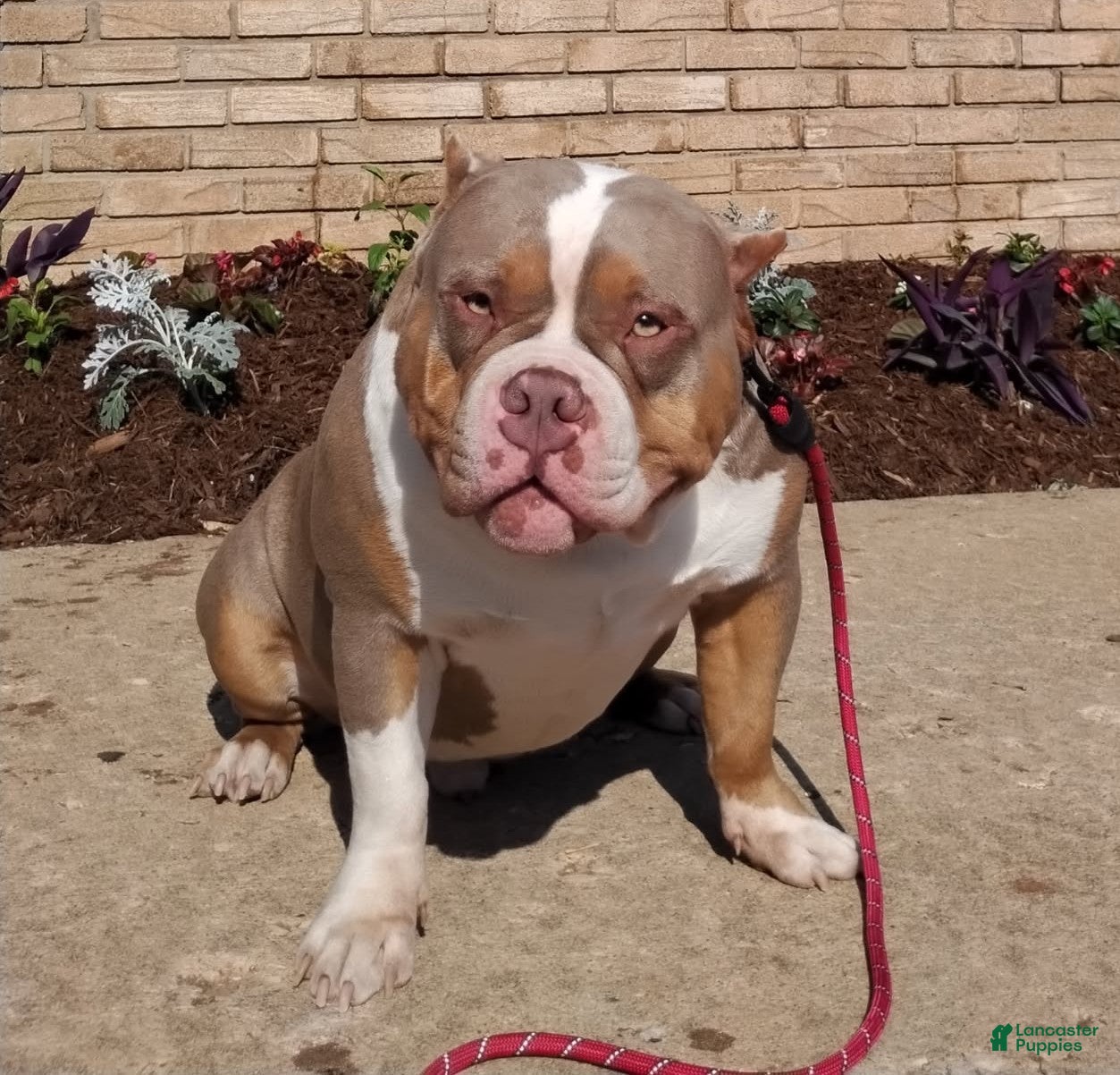 American Bully dogs for stud: Kash (Stud available) - Ad 1