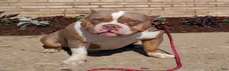 American Bully dogs for stud: Kash (Stud available) - Ad 1